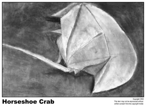 Horseshoe Crab