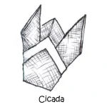 022 Cicada