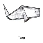 024 Carp 1