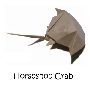 05 Horseshoe Crab