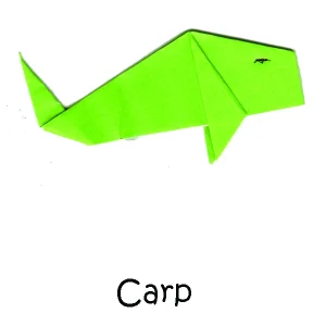 24 Carp