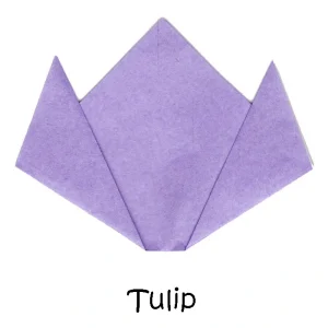 70 Tulip