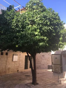 Orange Tree In Old City